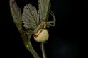 Misumena_vatia_D5203_Z_90_Les Gris_Frankrijk